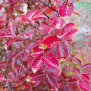 Lagerstroemia