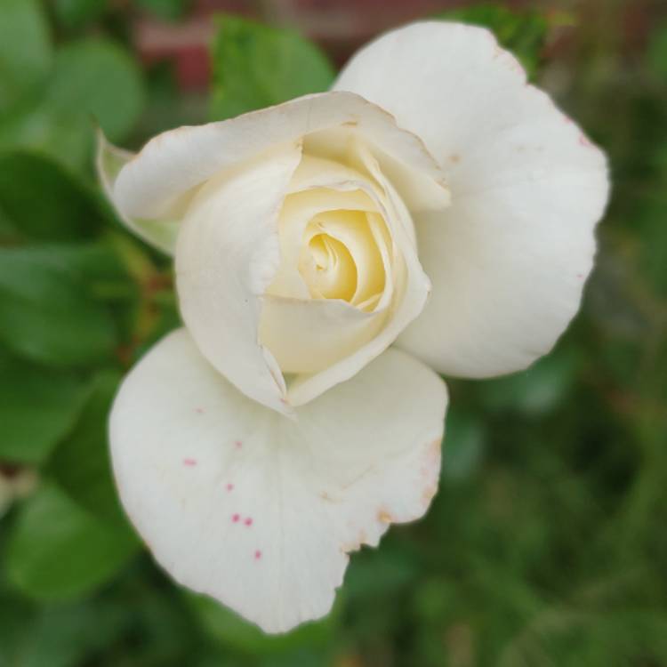plant image 1198758
