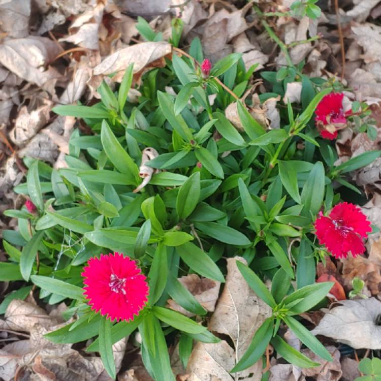 Plant image Dianthus chinensis x barbatus