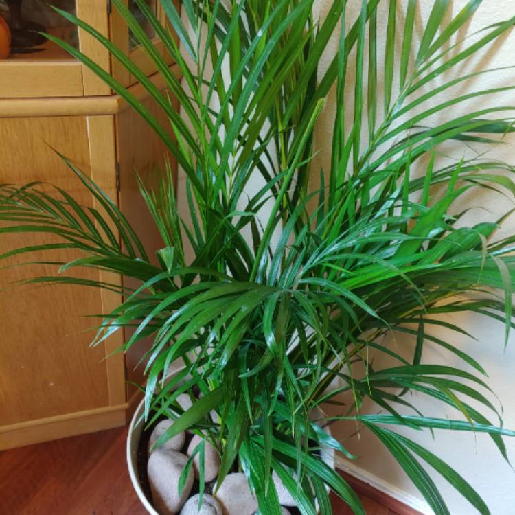 Plant image Dypsis