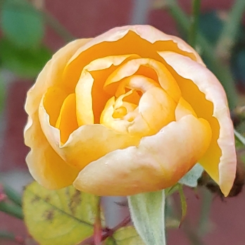 plant image 1222718 plant image 1222718
