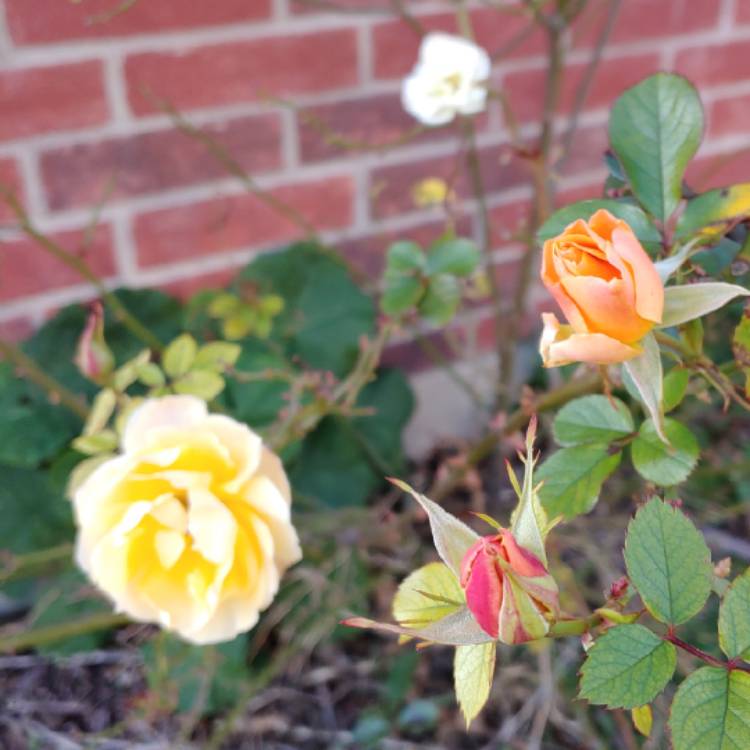 plant image 1224796 plant image 1224796