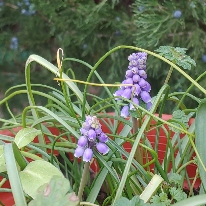 plant image 1227814 plant image 1227814