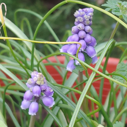 plant image 1227815 plant image 1227815