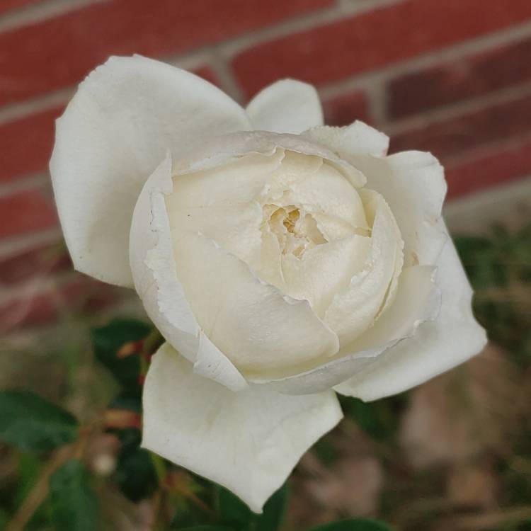 plant image 1240978