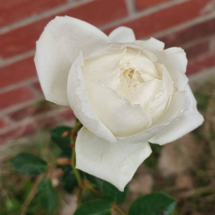 plant image 1241091