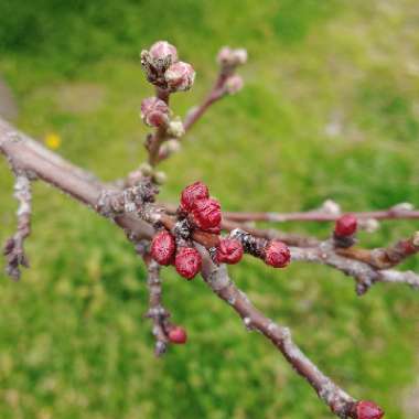Prunus persica