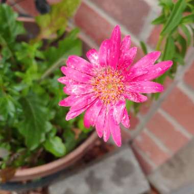 Gerbera
