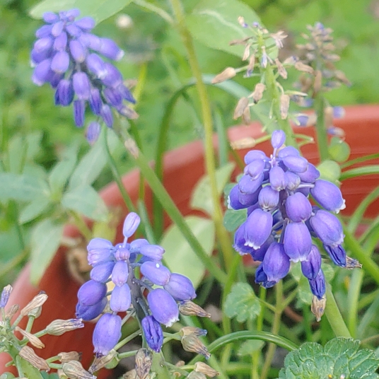 plant image 1246603 plant image 1246603