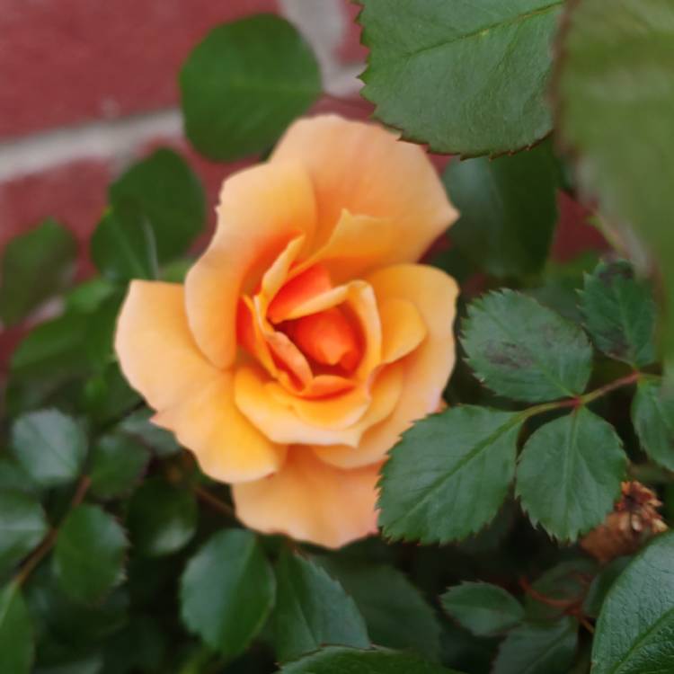plant image 1254110 plant image 1254110