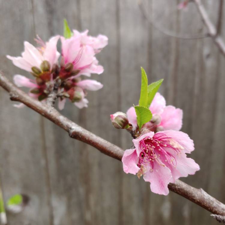 Plant image Prunus armeniaca