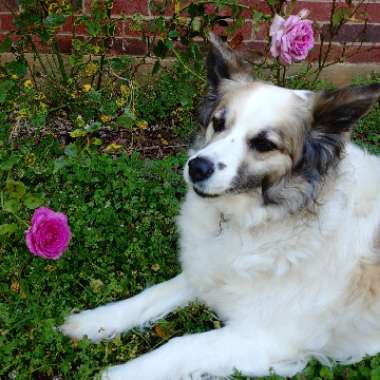 Rosa
