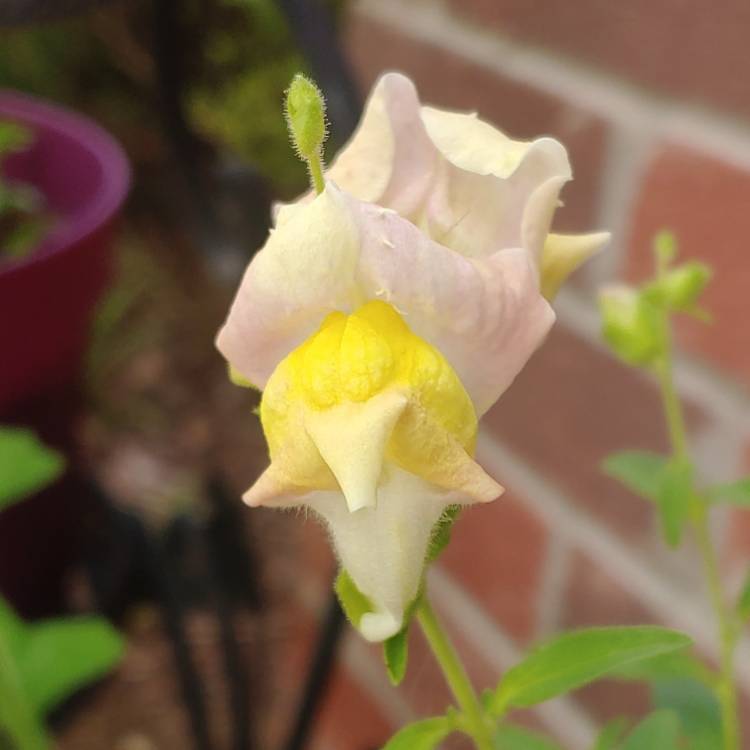 plant image 1263508 plant image 1263508