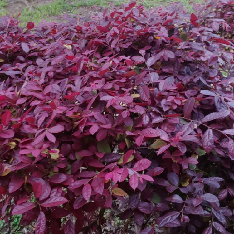 plant image 1264417