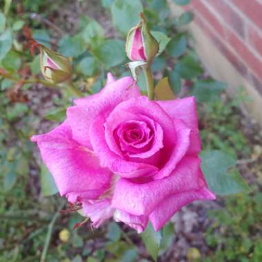 Rosa