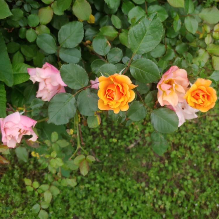 plant image 1265166 plant image 1265166
