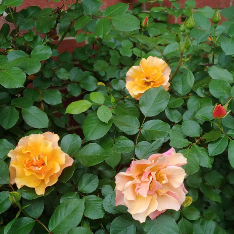plant image 1265170 plant image 1265170