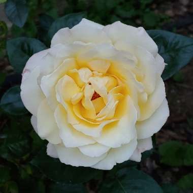 Rosa 'Madame A. Meilland' syn. Rosa 'Peace', Rosa 'Gloria Dei', Rosa 'Gioia'