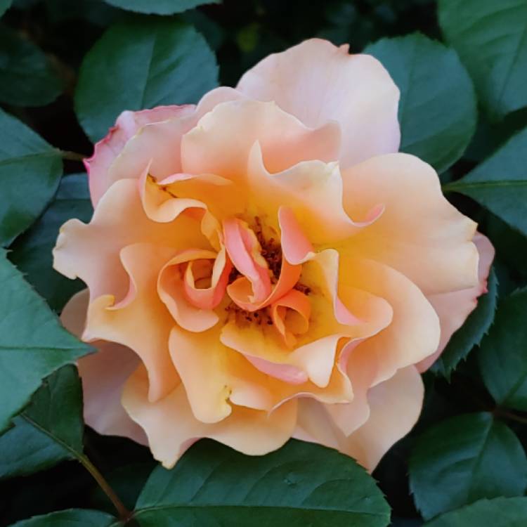 plant image 1267206 plant image 1267206