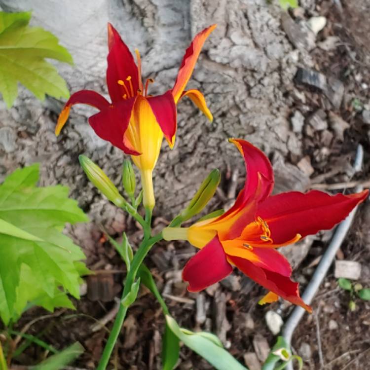 plant image 1267525