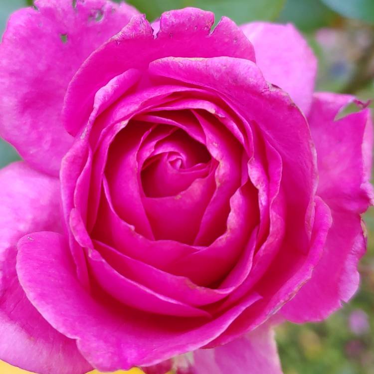 plant image 1268442