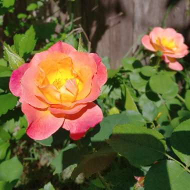 Rosa