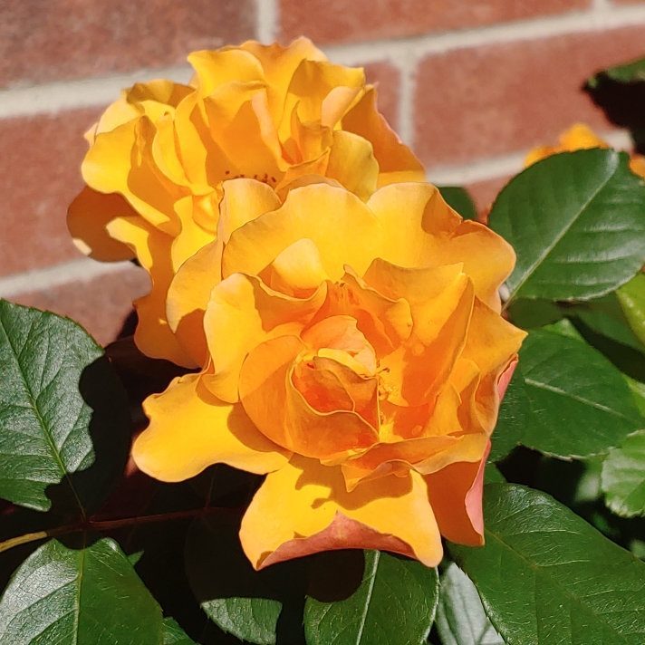 plant image 1269165 plant image 1269165