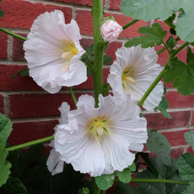 plant image 1269475