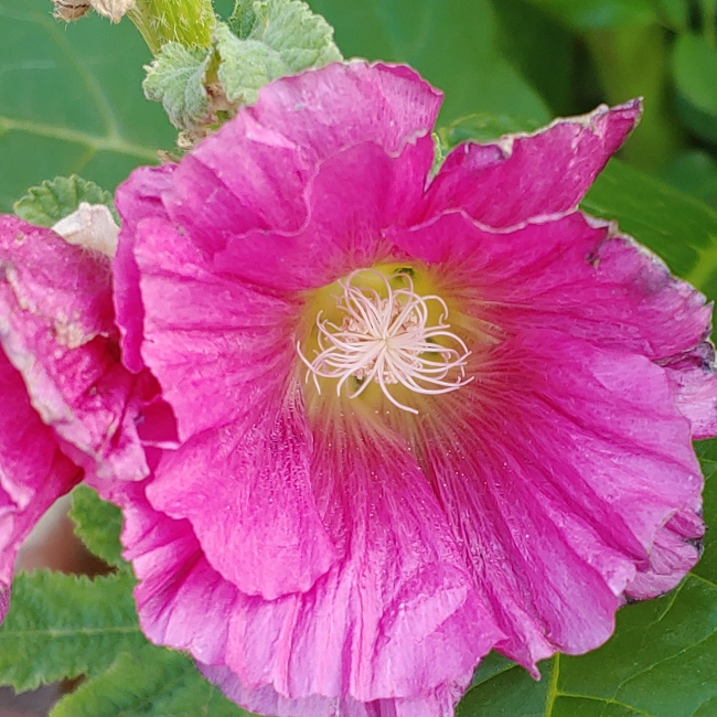 plant image 1270867