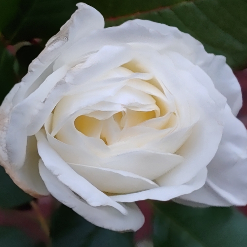 plant image 1270870