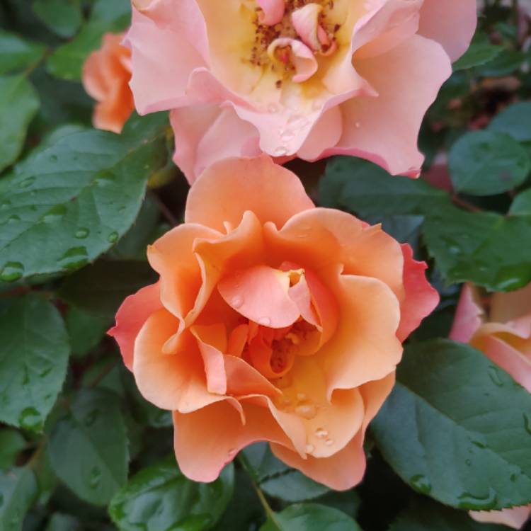 plant image 1273475 plant image 1273475