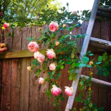 Rosa 'Eden Rose'