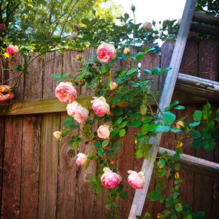 Plant image Rosa 'Eden Rose'