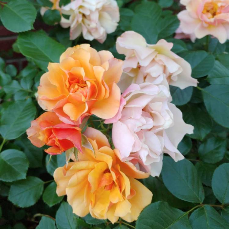 plant image 1279392 plant image 1279392