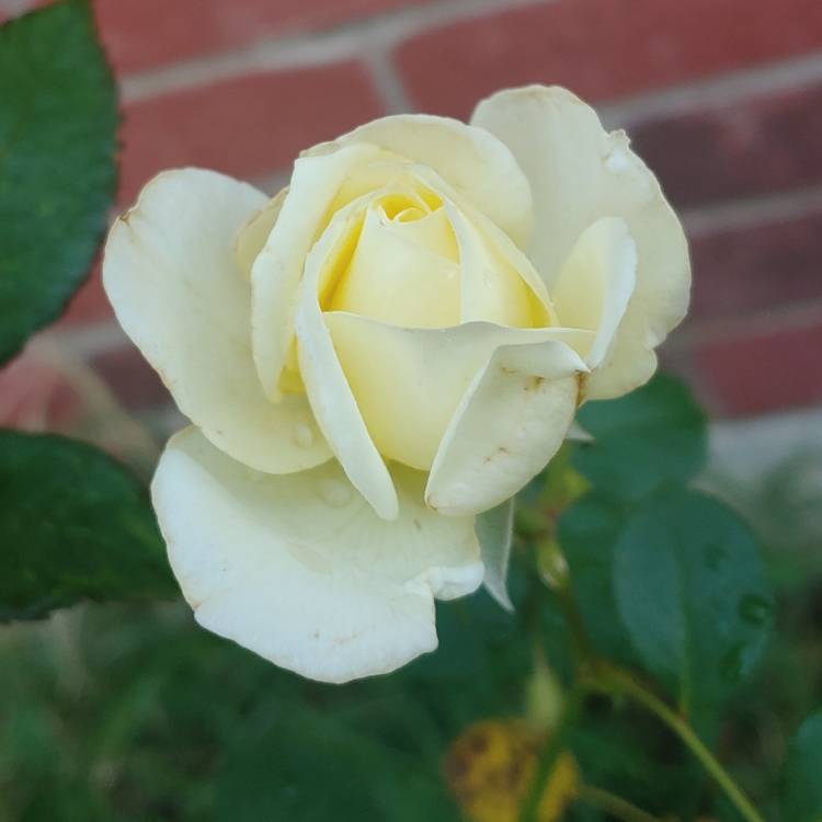plant image 1282501