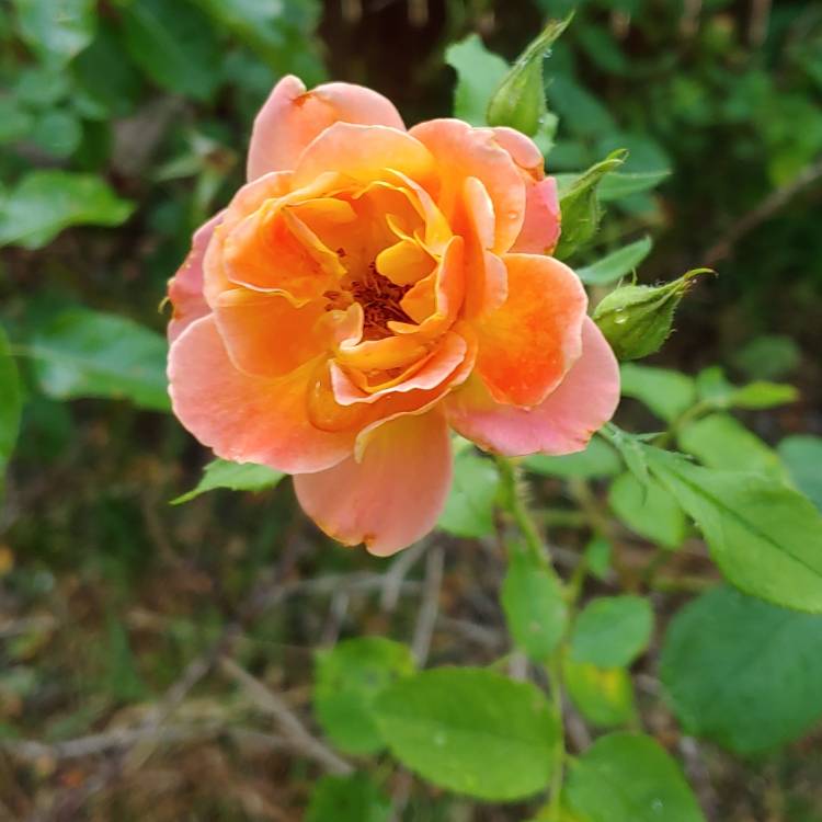 Plant image Rosa 'Joseph's Coat'