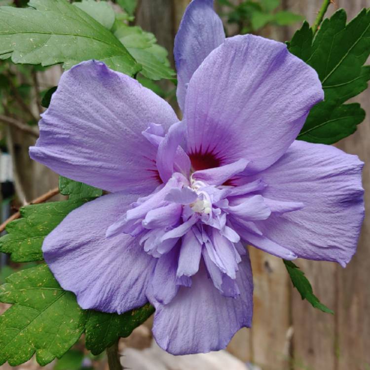 Hibiscus syriacus 'Blue Chiffon', Rose Of Sharon 'Blue Chiffon ...