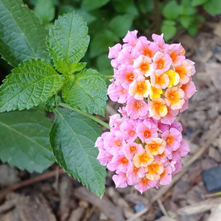 plant image 1307300 plant image 1307300