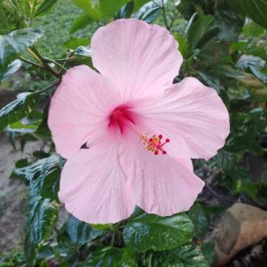 Hibiscus rosa-sinensis