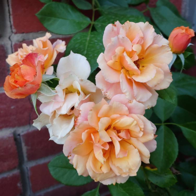 plant image 1343829 plant image 1343829