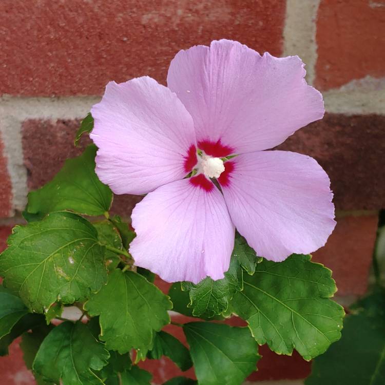plant image 1395783 plant image 1395783
