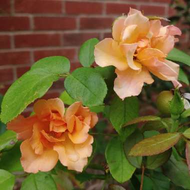 Rose (Hybrid Tea)