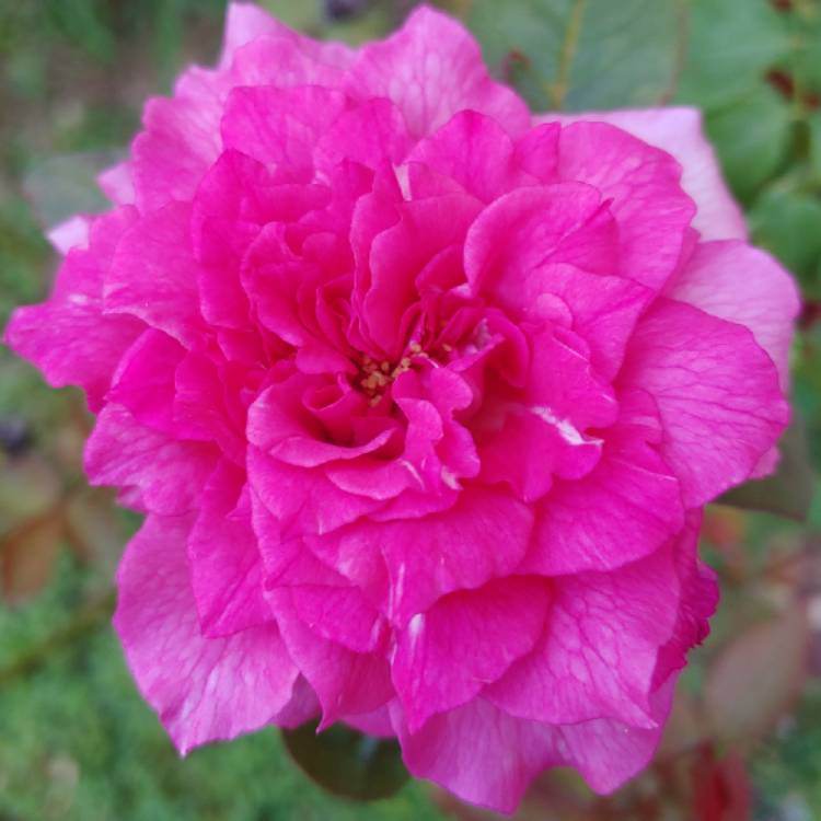 plant image 1395836