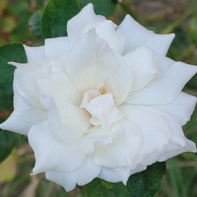 Plant image Rosa (Floribunda)