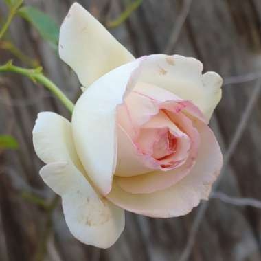 Rose 'Eden Rose'