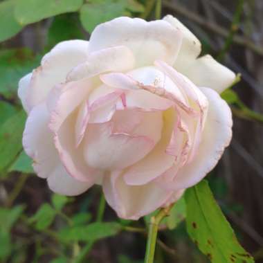 Rose 'Eden Rose'
