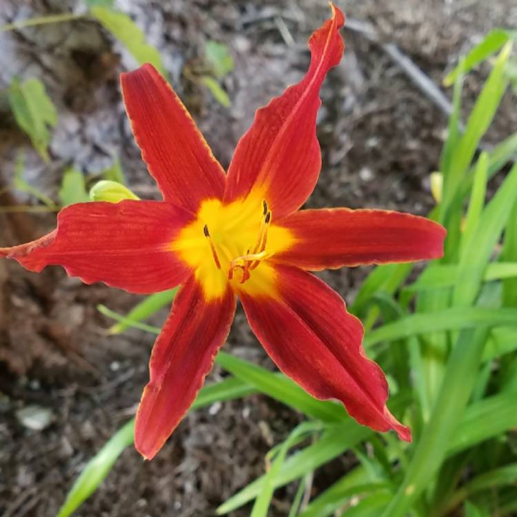 plant image 557829