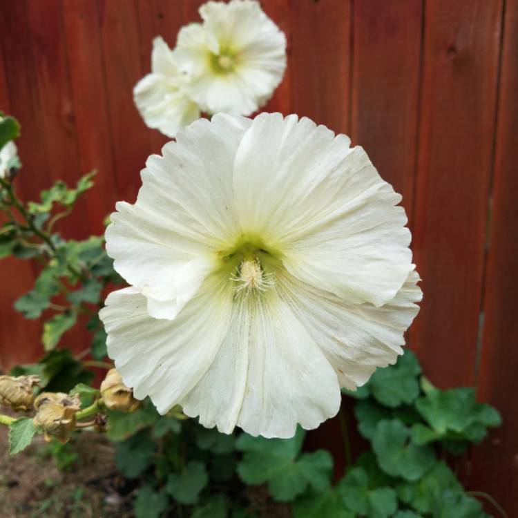 plant image 557835