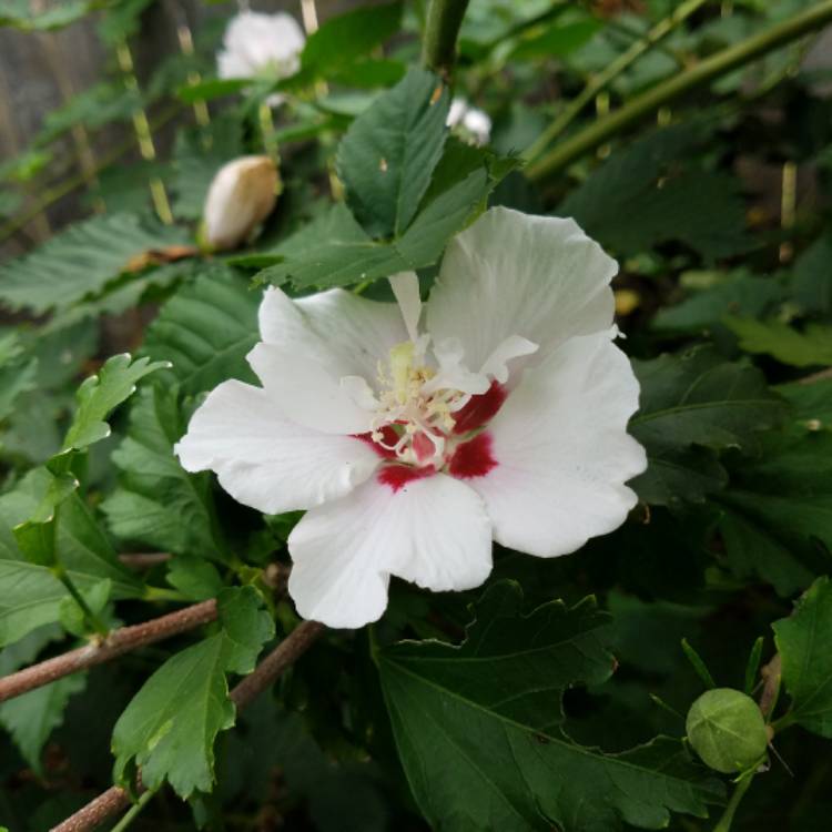 plant image 557839 plant image 557839