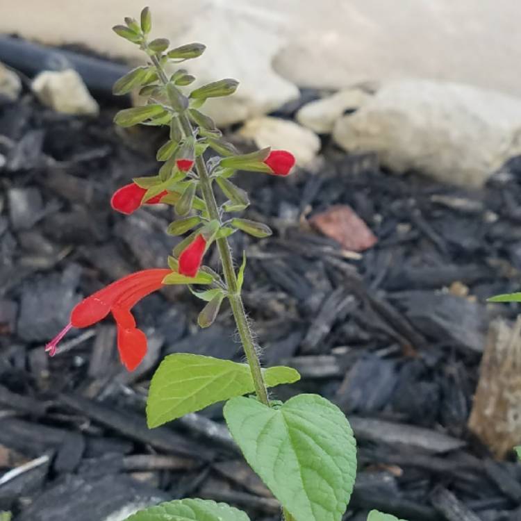 plant image 566704